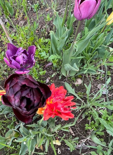 00111A21-89EC-436D-A32B-AB8ECDCE3E48 - Lalele 2022