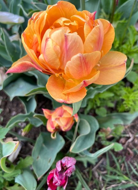 6A4D53C2-F31D-4BA5-BA92-CDA2AA6B852A - Lalele 2022