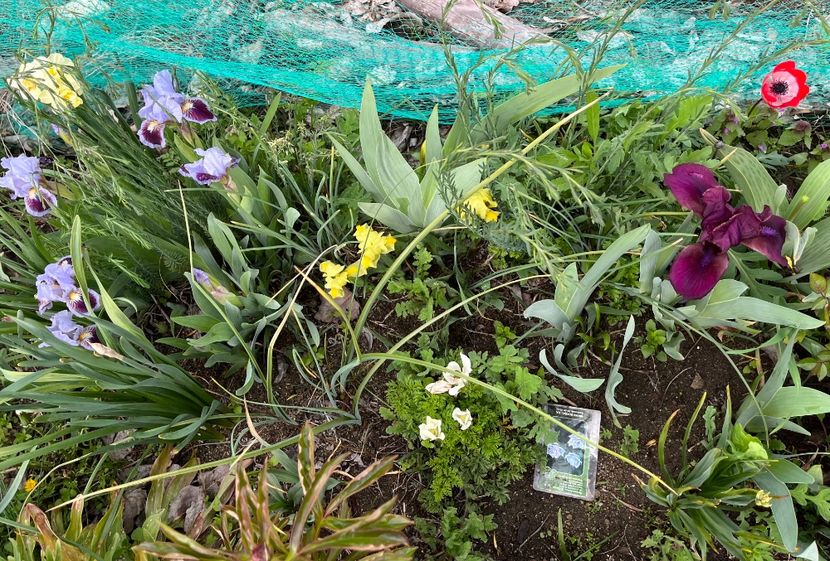 65AF5E8F-B6D7-43AA-82F2-74A065B008A6 - IRISI 2021 22