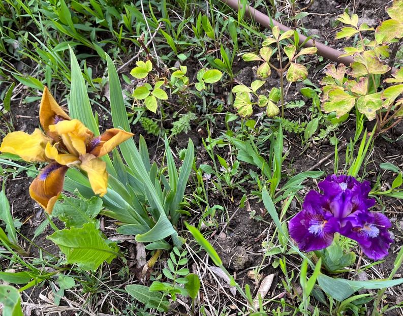 285EA09F-FABC-4FD0-9380-56E27708C036 - IRISI 2021 22