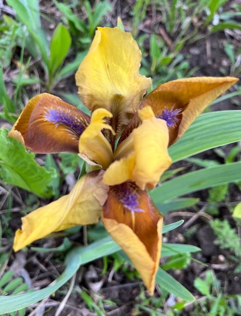 Gypsy boy - IRISI 2021 22