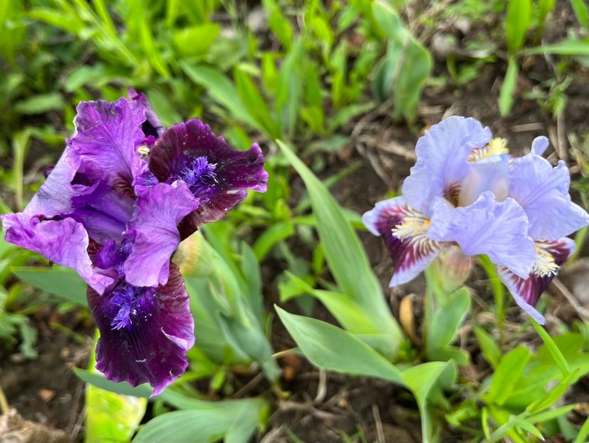 4DEE4EAD-4683-474D-B1AD-8FCDD2CC349B - IRISI 2021 22