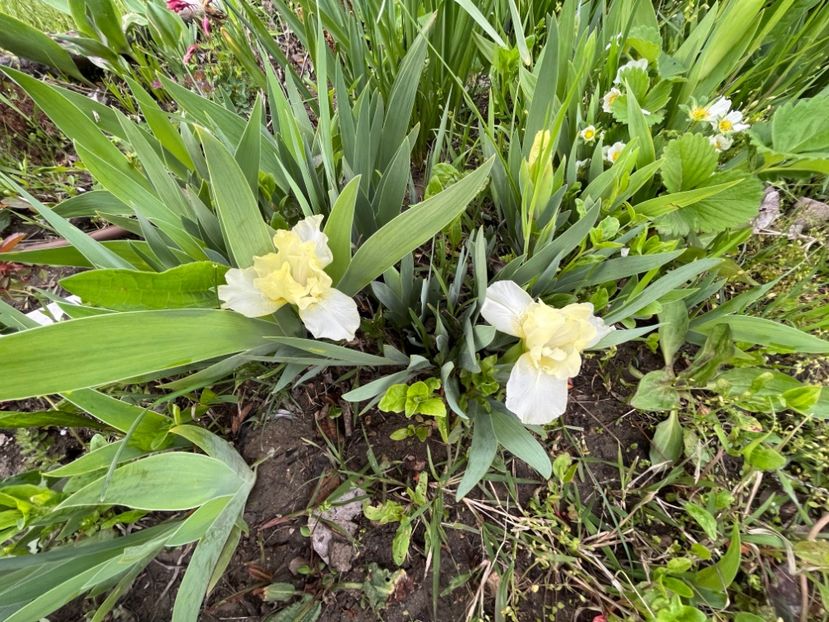 8AEE8D2E-482A-4B91-AAF2-3947D9FED189 - IRISI 2021 22