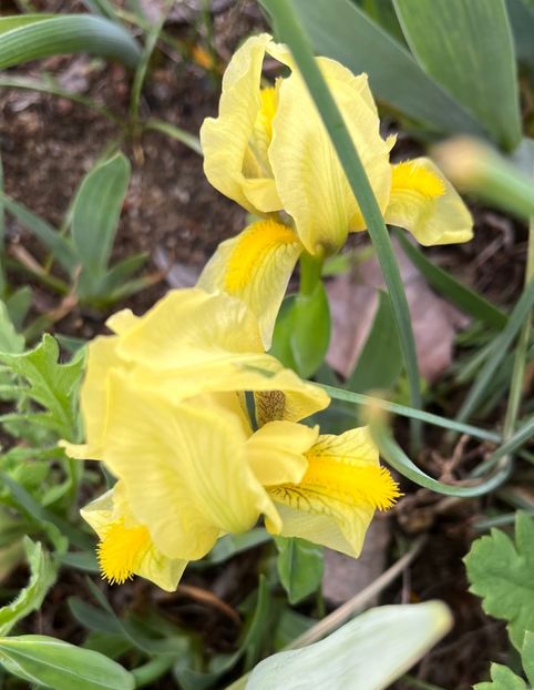 D2DA5DC1-7155-40C7-AE40-EA929C53578C - IRISI 2021 22