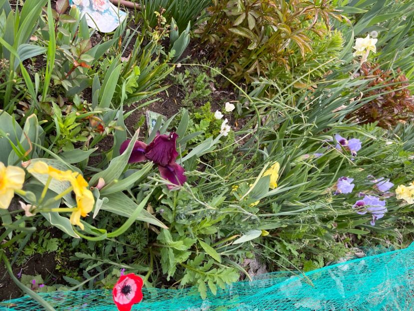 317D781E-1CA9-468F-BCE6-F9A7748FC04F - IRISI 2021 22