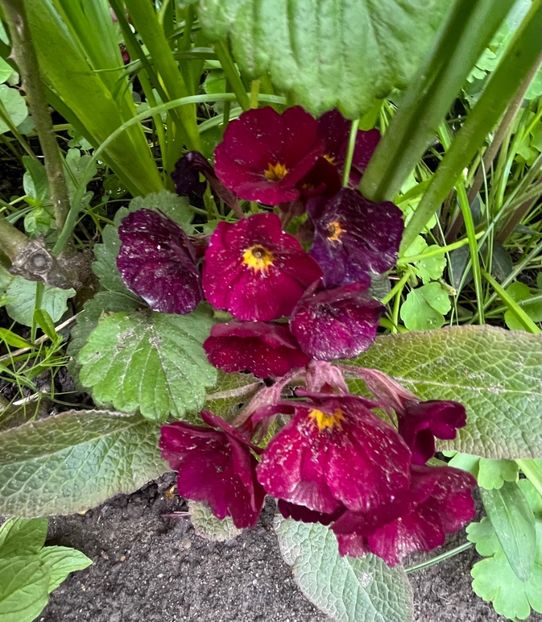 FD3F1E35-9882-48A0-B730-03B8D9170E07 - Primule 21 22 23 24