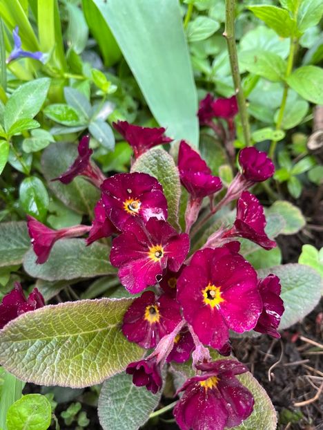 BCCE2EA2-627E-43E8-8461-FEC4091ECFBE - Primule 21 22 23 24