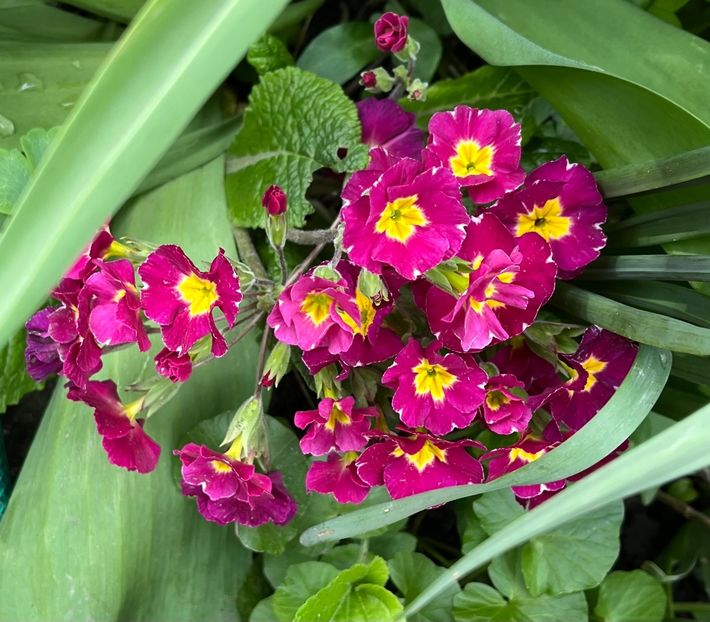 23B5D13C-2820-411C-AFCC-297359BC485F - Primule 21 22 23 24