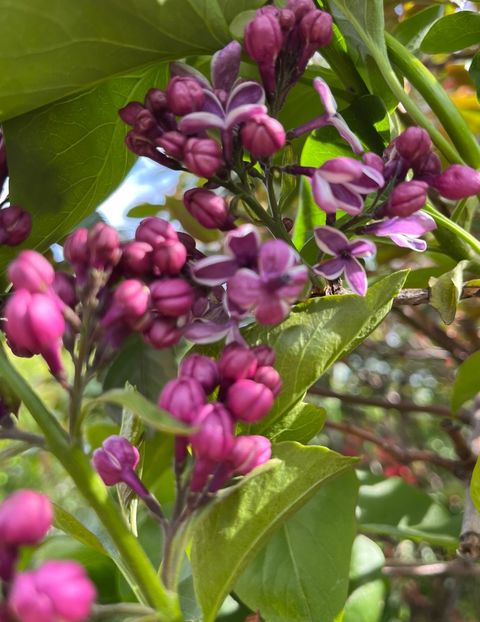 CB9D88AD-0CE8-47AA-9769-6ADFA05F89D4 - Arbuști 2021-2023