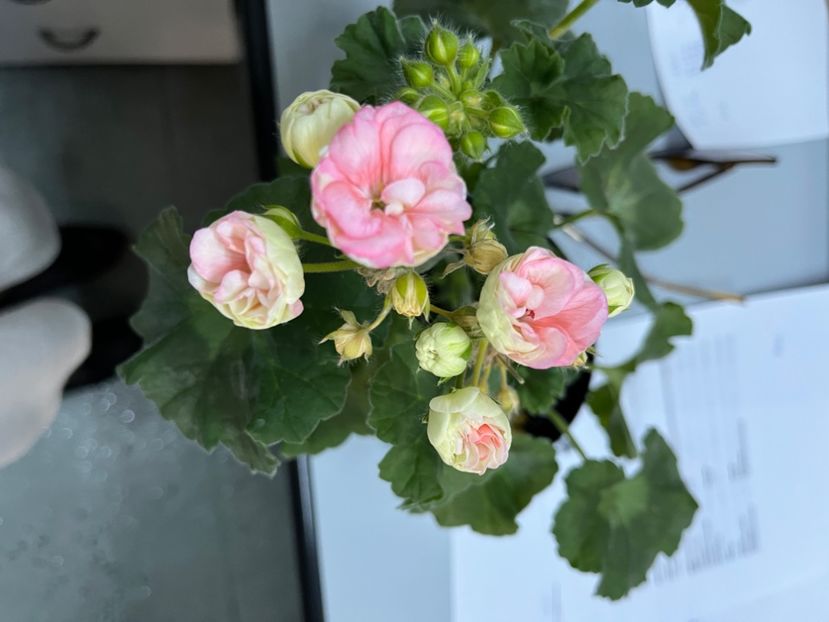 FC55DFA3-F4EE-4C70-ABED-4D5D9A35F726 - Muscate 2021 22