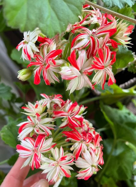 B2B87FAB-D593-4308-BE7C-42165A79E784 - Muscate 2021 22