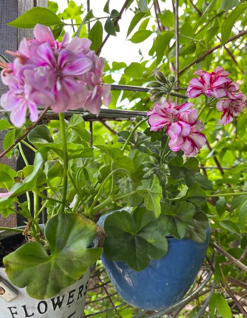 64B55FDA-CFB0-45FD-A5E4-52A659F9092C - Muscate 2021 22