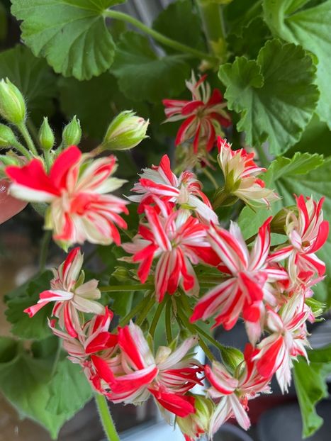 C14B373C-715C-4BCC-ADA8-BA8BF7CECA4A - Muscate 2021 22