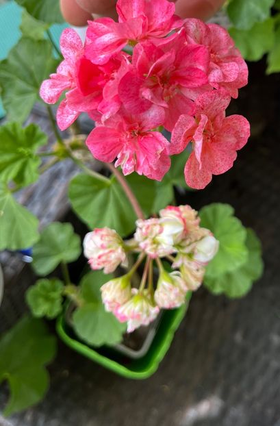 C78940A1-1F06-412D-B1A0-B2B231F944E2 - Muscate 2021 22