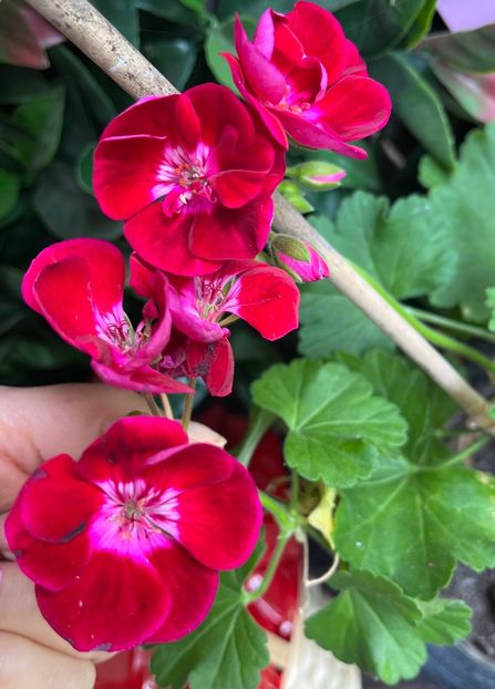 66F5F563-0FCF-4ED4-9D0C-CEC23EC3C575 - Muscate 2021 22