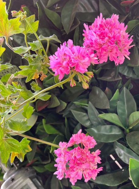 B7B946AE-5A1E-4A24-A60A-798BF9F71691 - Muscate 2021 22