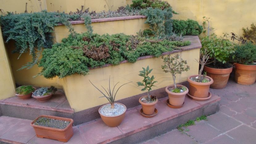  - Bonsai si prebonsai 2020-2023