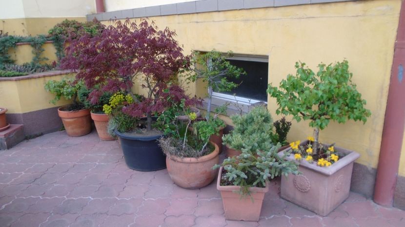  - Bonsai si prebonsai 2020-2023