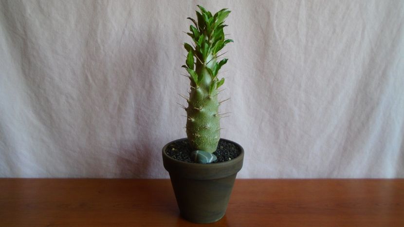  - Caudiciforme-pachycaule si bulboase 2022-2023