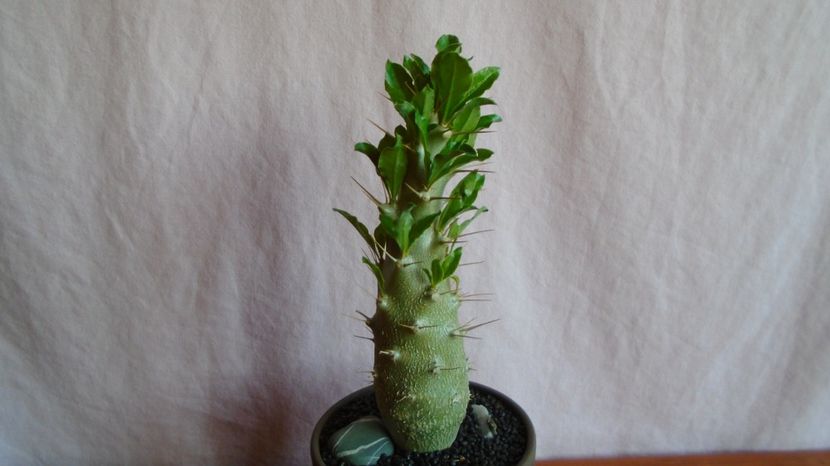  - Caudiciforme-pachycaule si bulboase 2022-2023