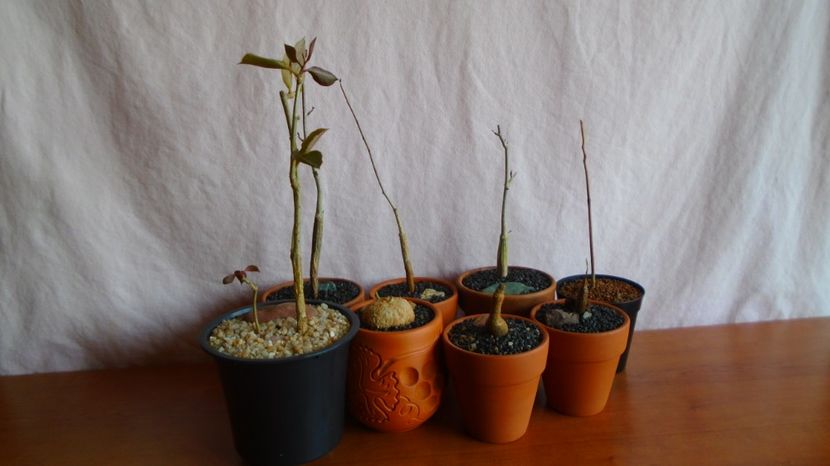  - Caudiciforme-pachycaule si bulboase 2022-2023