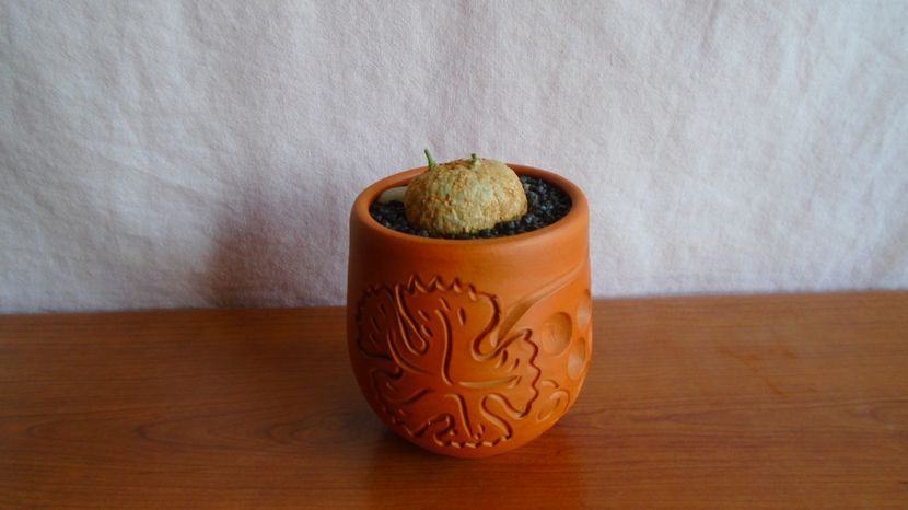  - Caudiciforme-pachycaule si bulboase 2022-2023