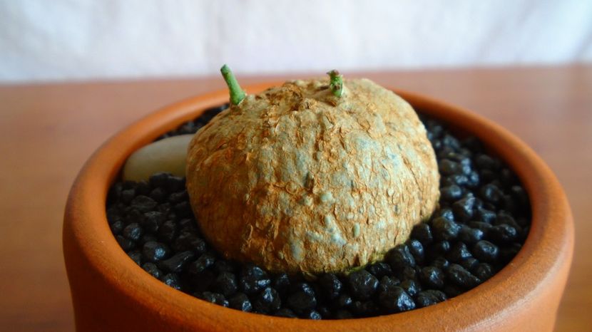  - Caudiciforme-pachycaule si bulboase 2022-2023