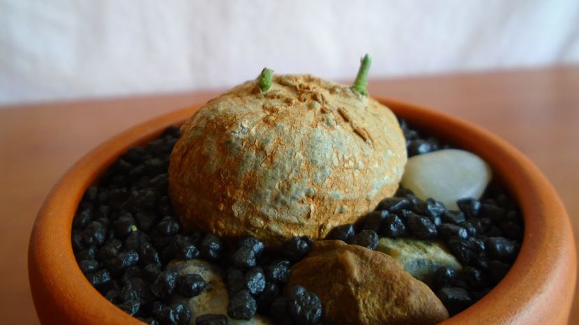  - Caudiciforme-pachycaule si bulboase 2022-2023