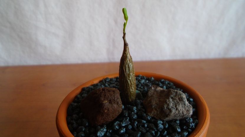  - Caudiciforme-pachycaule si bulboase 2022-2023