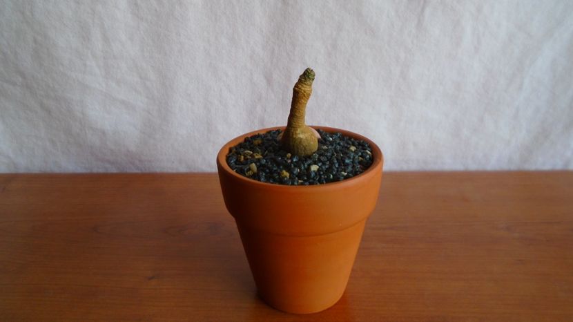  - Caudiciforme-pachycaule si bulboase 2022-2023