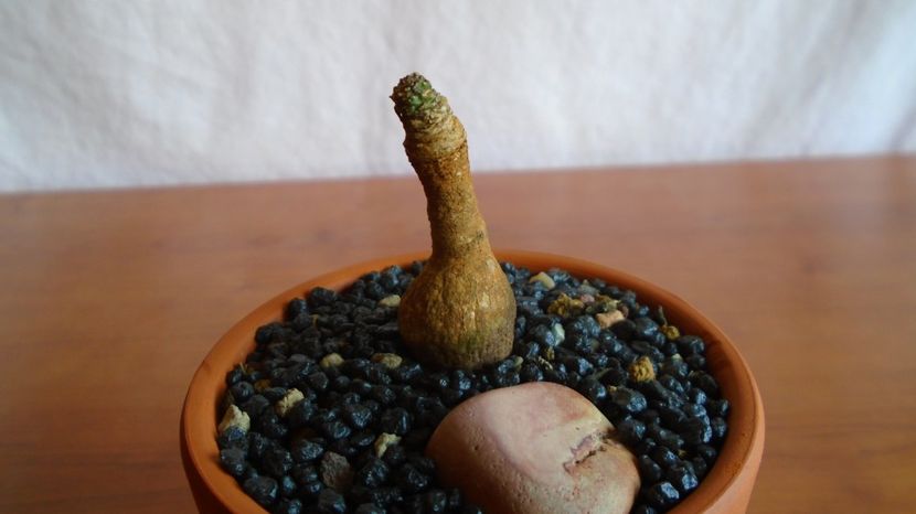  - Caudiciforme-pachycaule si bulboase 2022-2023