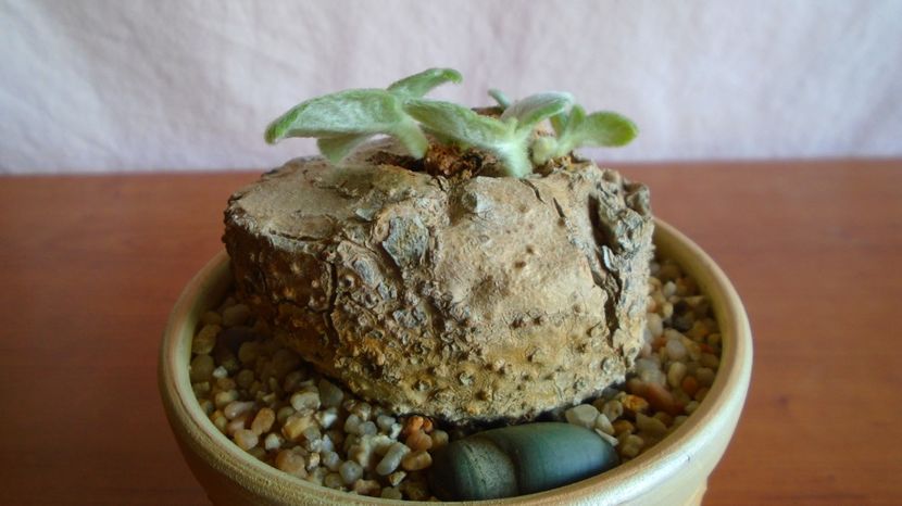  - Caudiciforme-pachycaule si bulboase 2022-2023