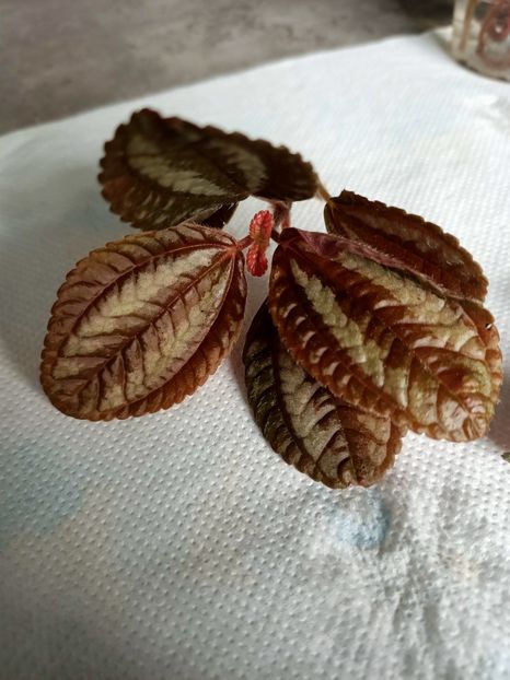 2022.04.23- ce buruiana e? - A-Ajutor la identificat violete si alte plante