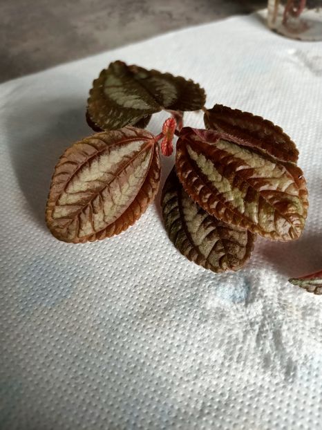 Să fie Episcia? - 1- Andreea