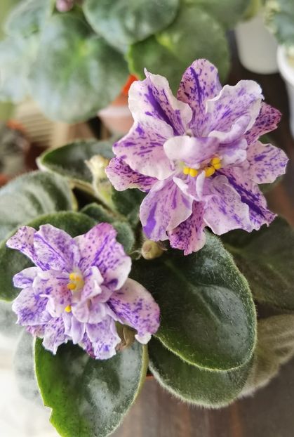  - Rs Morskaya Princessa