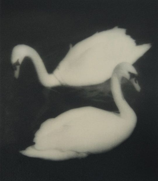 Swan Lake, Op.20,Act I. - Collection of Tintypes