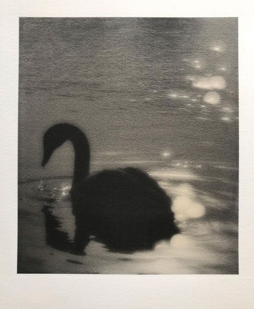 Swan of rhythmic disquiet, - Collection of Tintypes