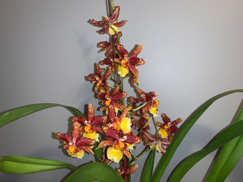  - Plante de interior 2022