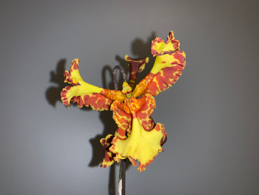  - Plante de interior 2022