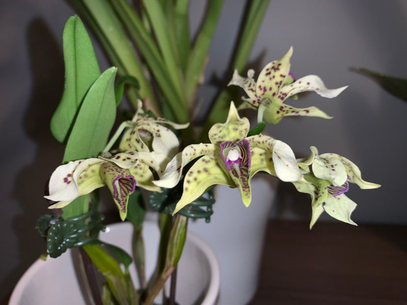  - Plante de interior 2022