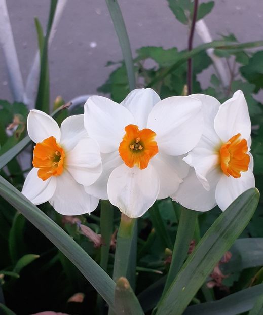 Sărbători Pascale binecuvântate! - APRILIE