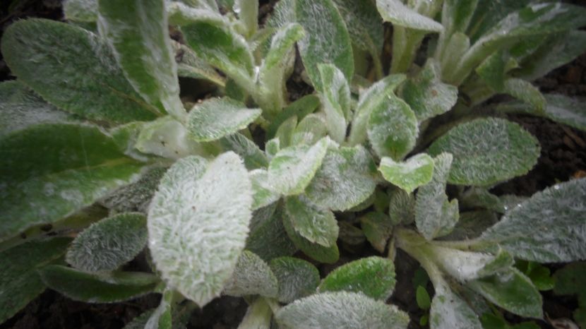 Stachys byzantina - 2022