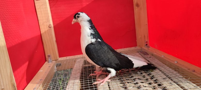  - Porumbei care mi-au aparținut 2