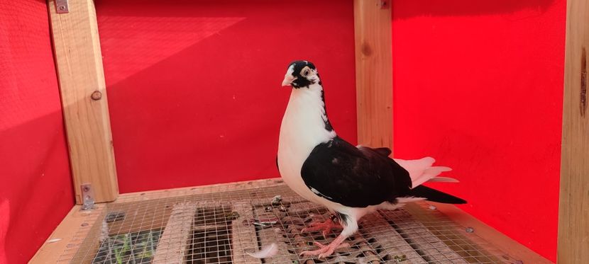  - Porumbei care mi-au aparținut 2