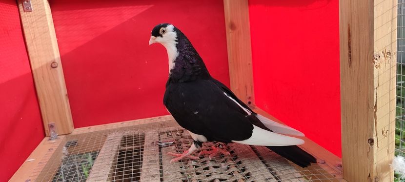  - Porumbei care mi-au aparținut 2