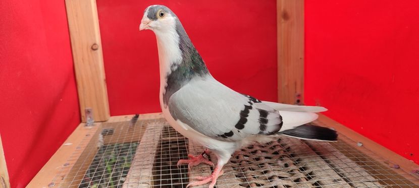  - Porumbei care mi-au aparținut 2