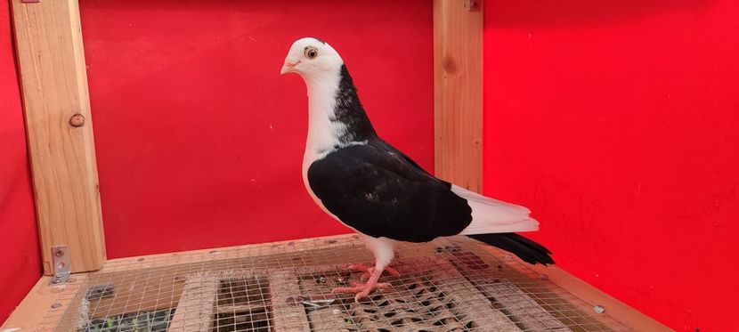  - Porumbei care mi-au aparținut 2