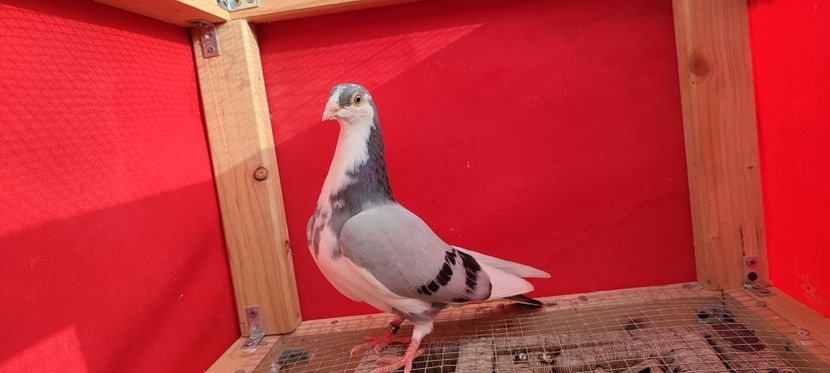  - Porumbei care mi-au aparținut 2