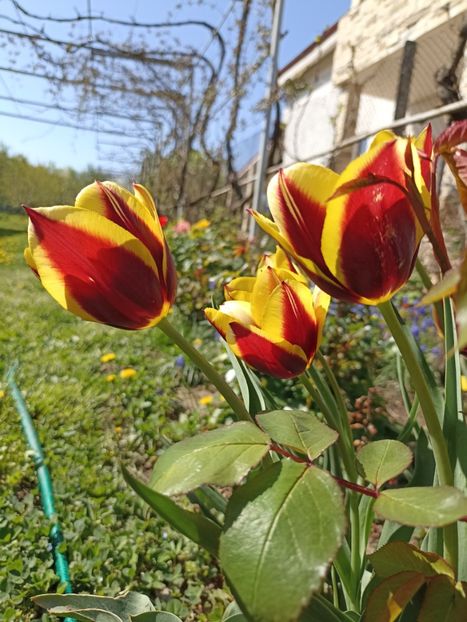  - gradina 2022
