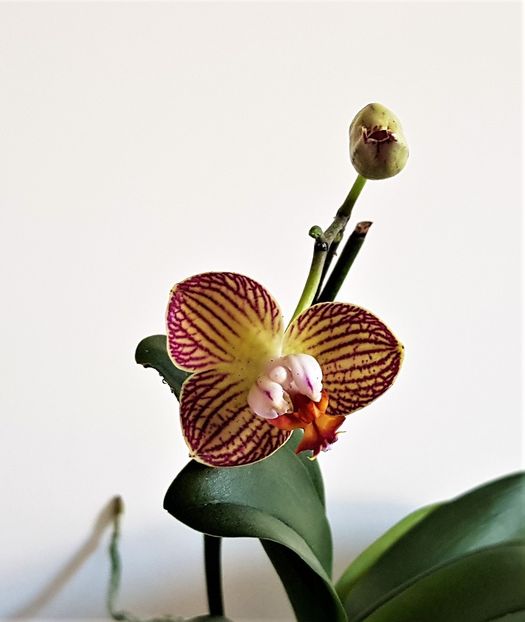  - Phalaenopsis 2